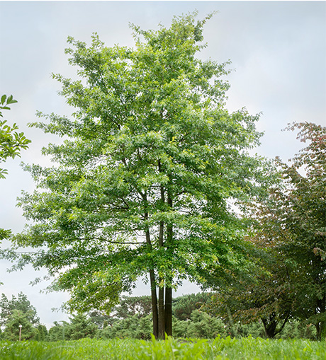 Eine sommergrüne Eiche mit drei Stämmen