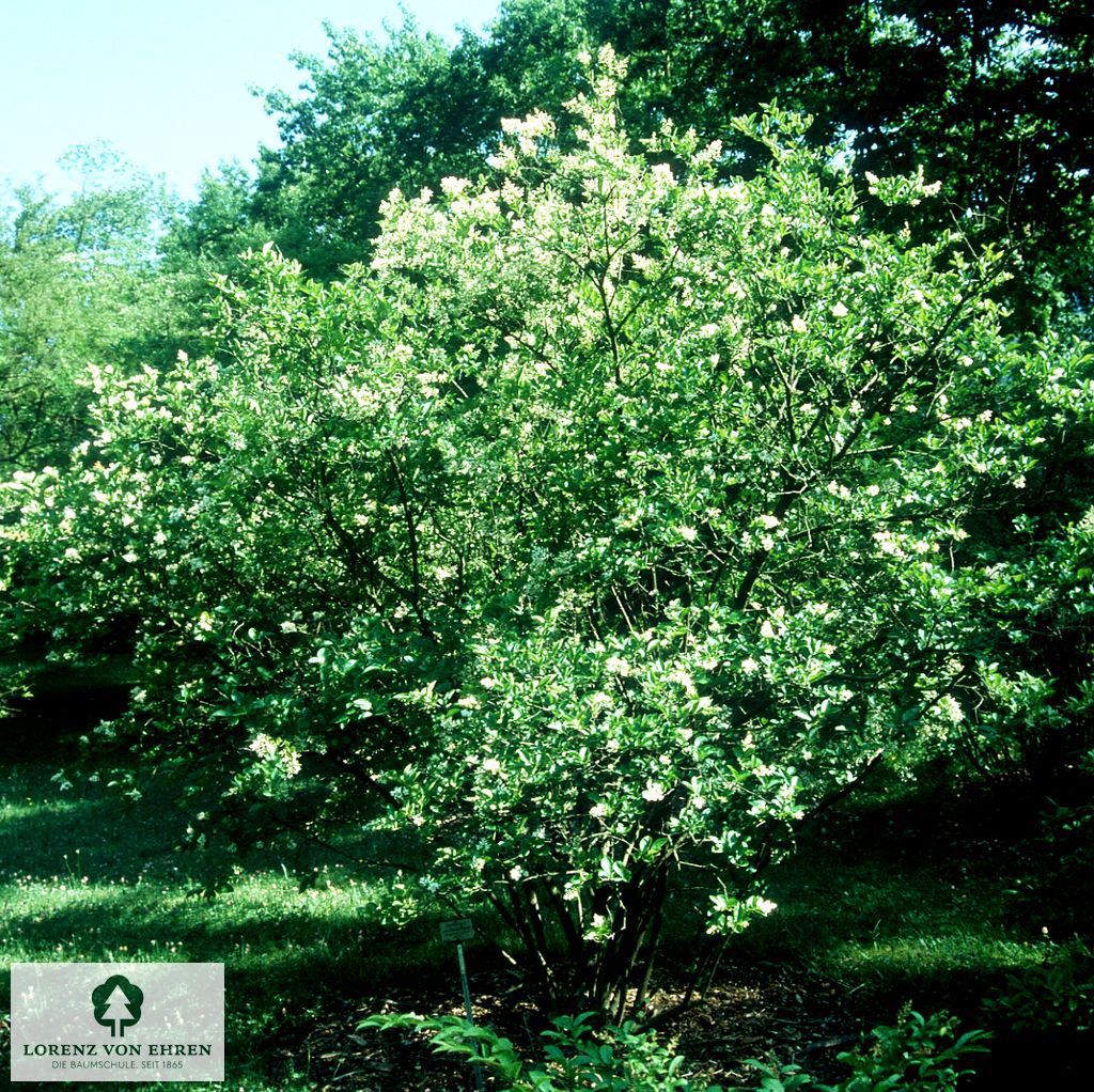 Ligustrum ovalifolium