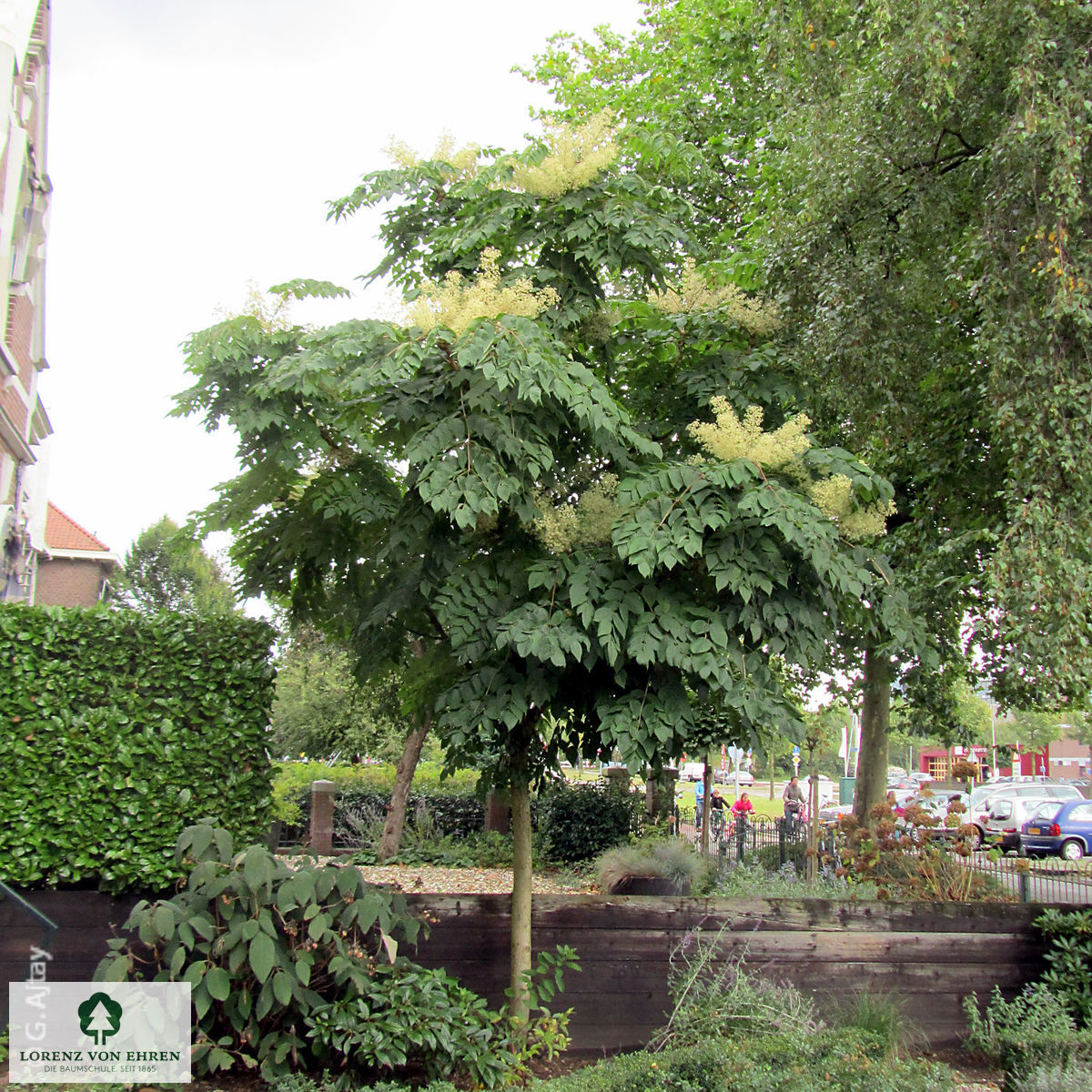 Aralia elata