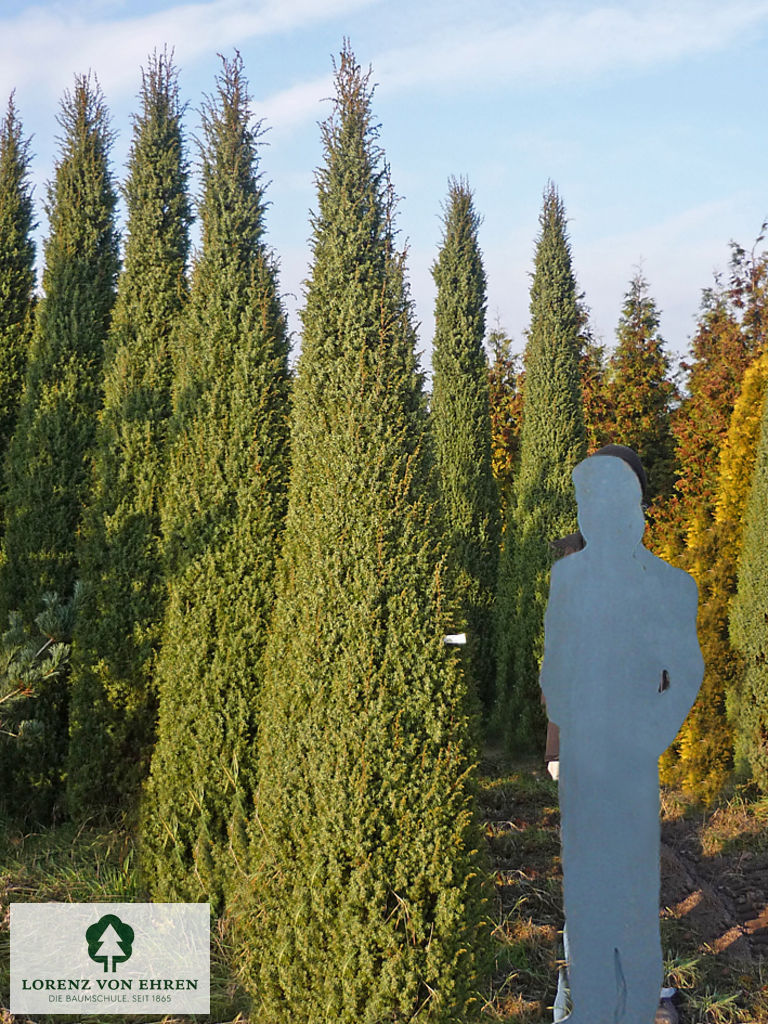 Juniperus communis 'Vemboö'