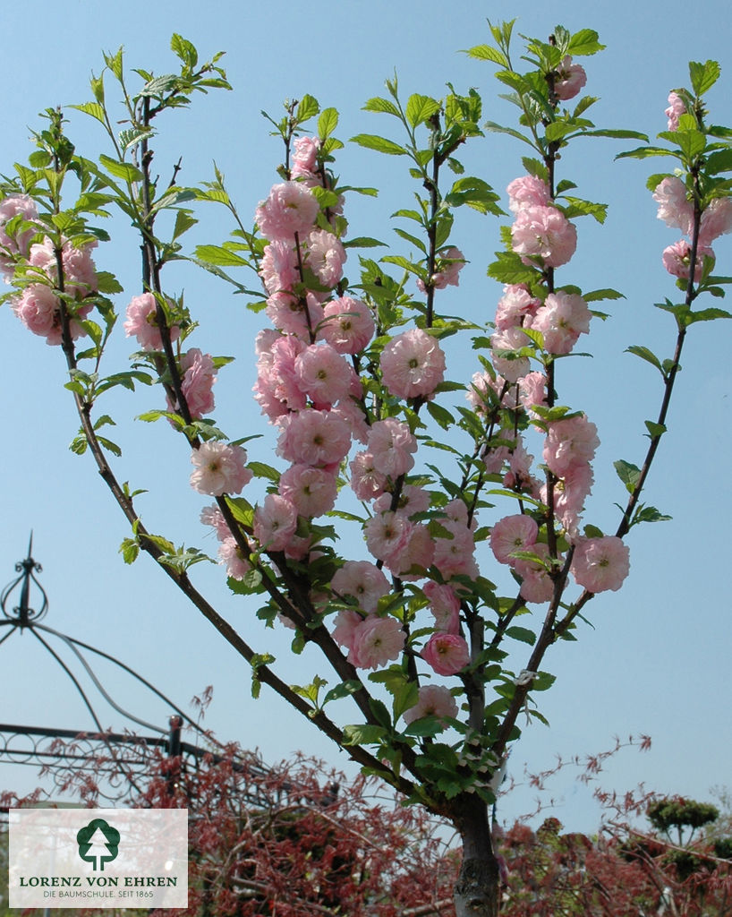 Prunus triloba