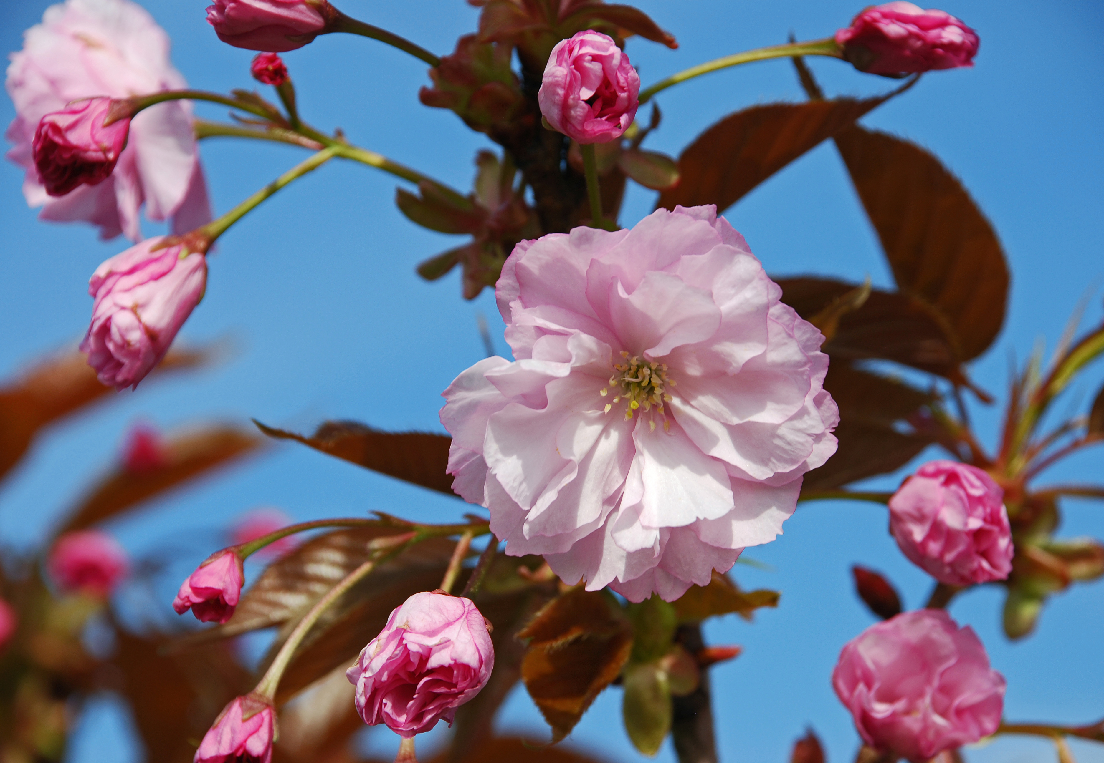 Rosa Blüte der Hohen Nelken-Kirsche