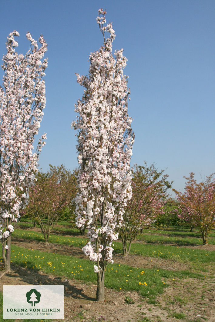 Prunus serrulata 'Amanogawa'