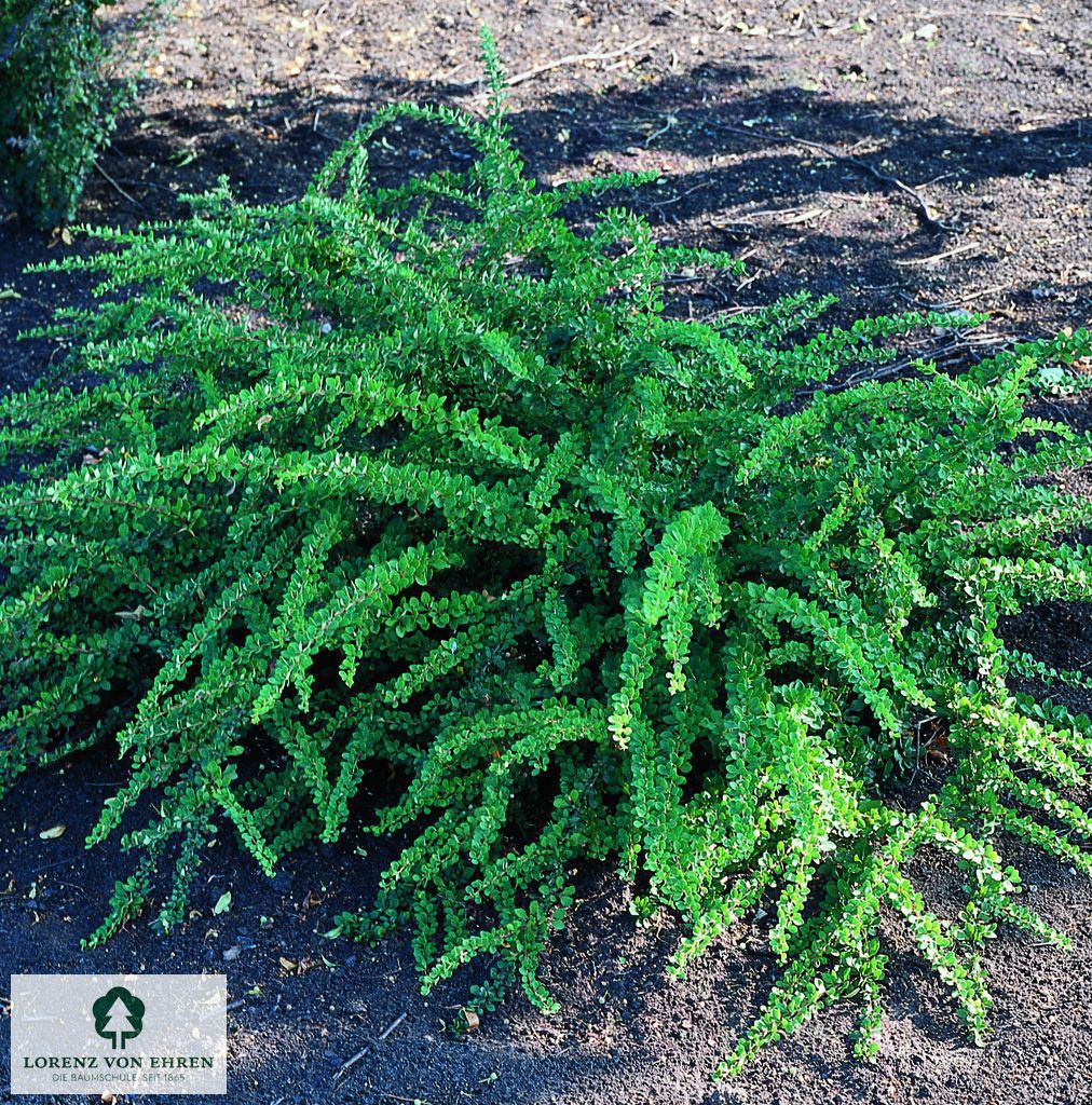 Berberis thunbergii 'Green Carpet'