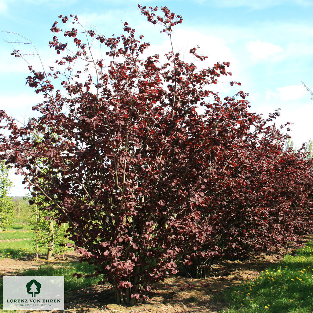 Corylus maxima 'Purpurea'