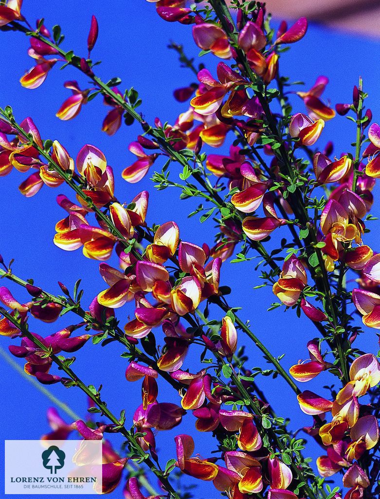 Cytisus scoparius 'Goldfinch'