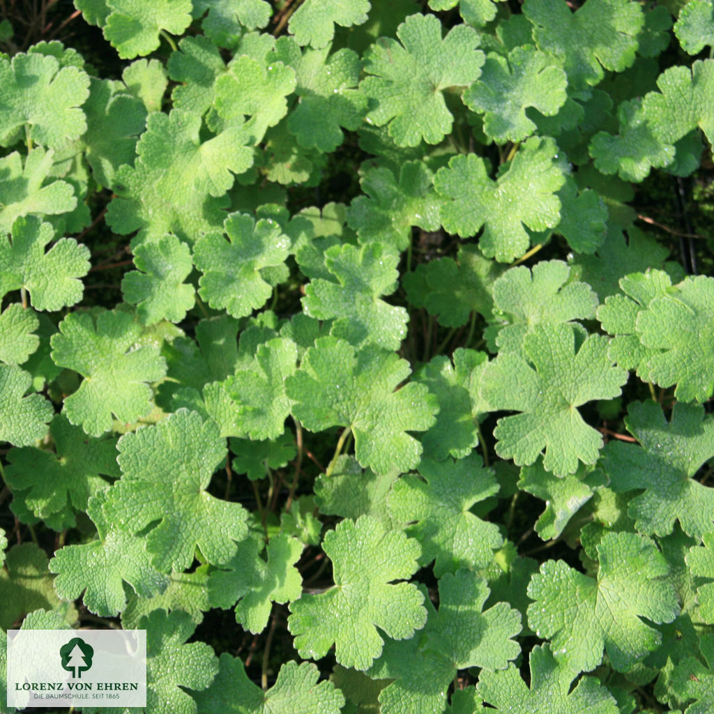 Geranium renardii