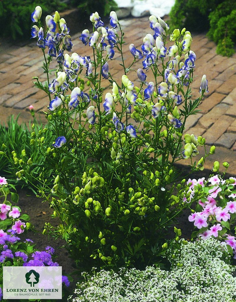 Aconitum cammarum 'Bicolor'