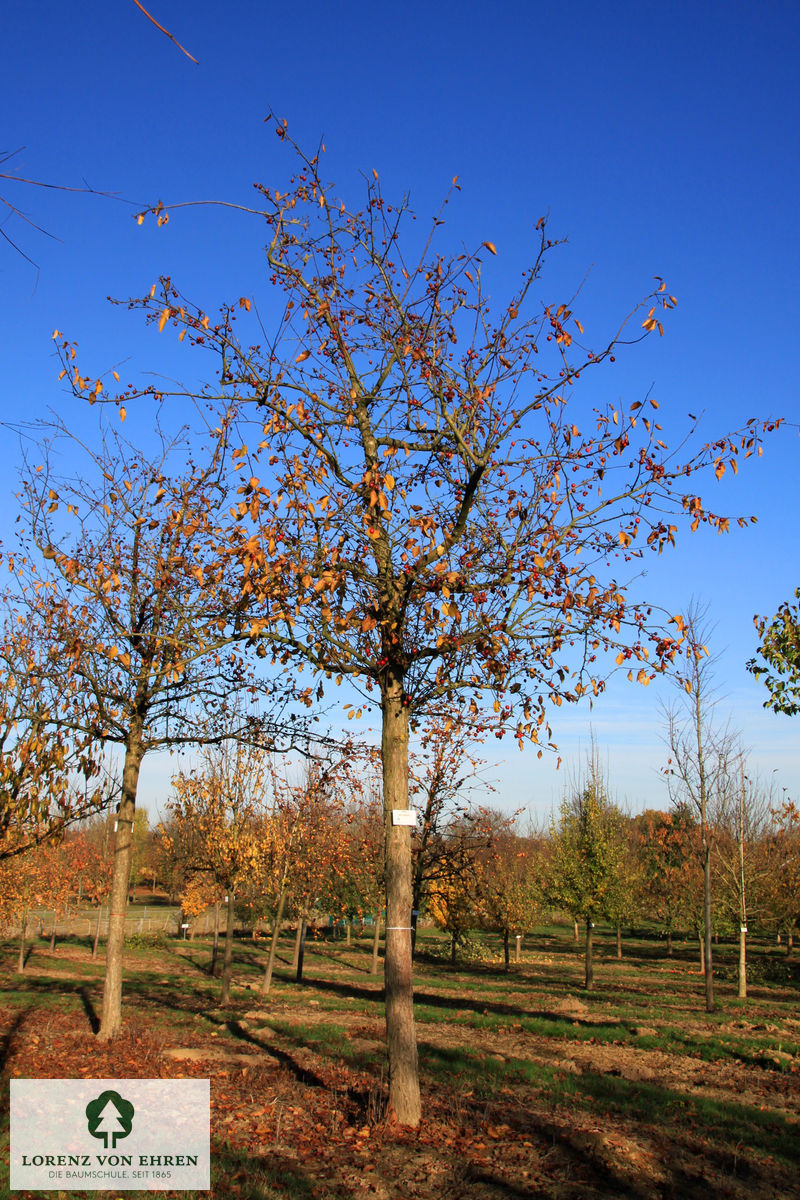 Malus 'Makamik'