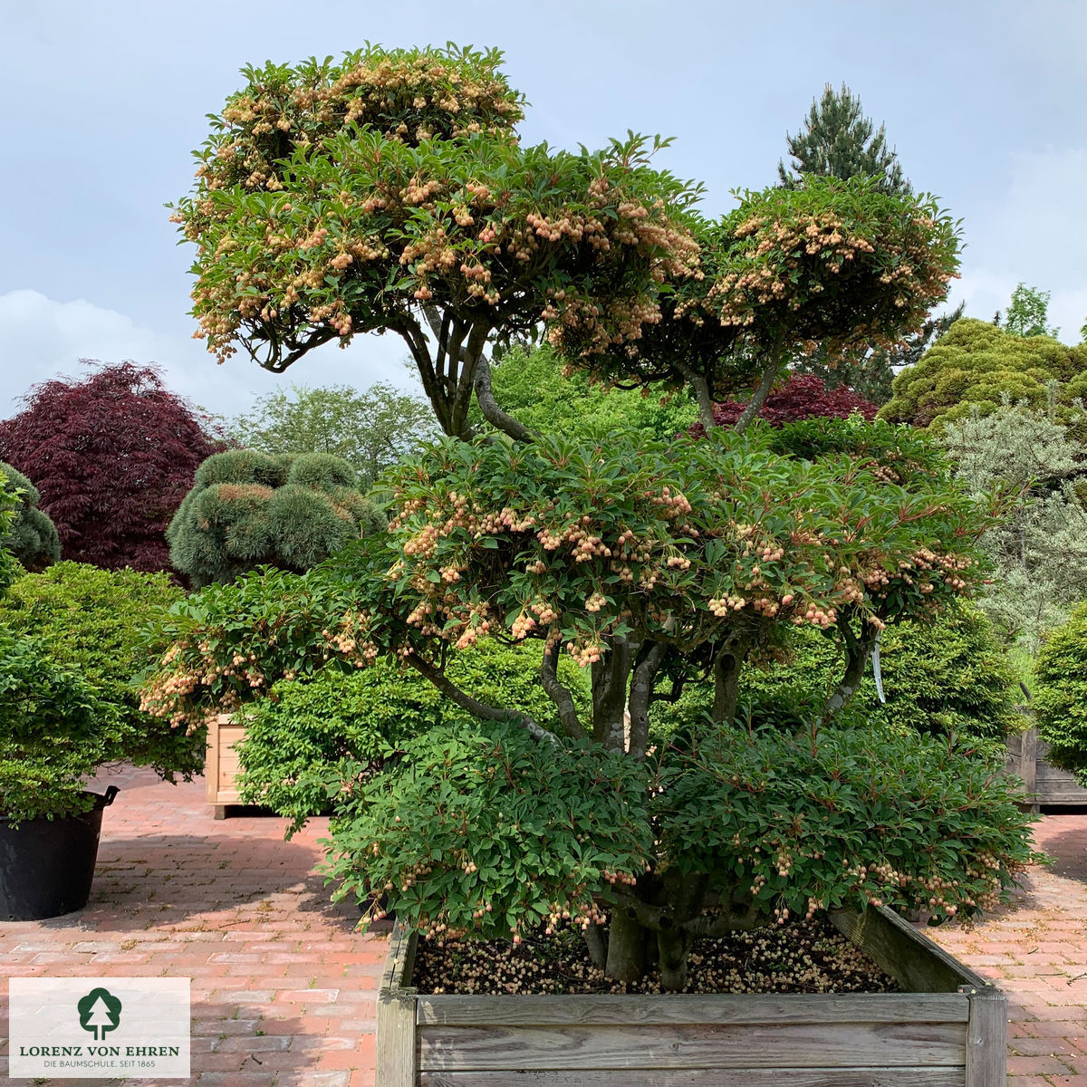 Enkianthus campanulatus