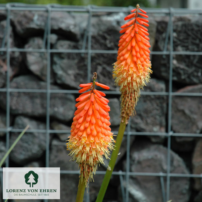 Kniphofia Hybriden