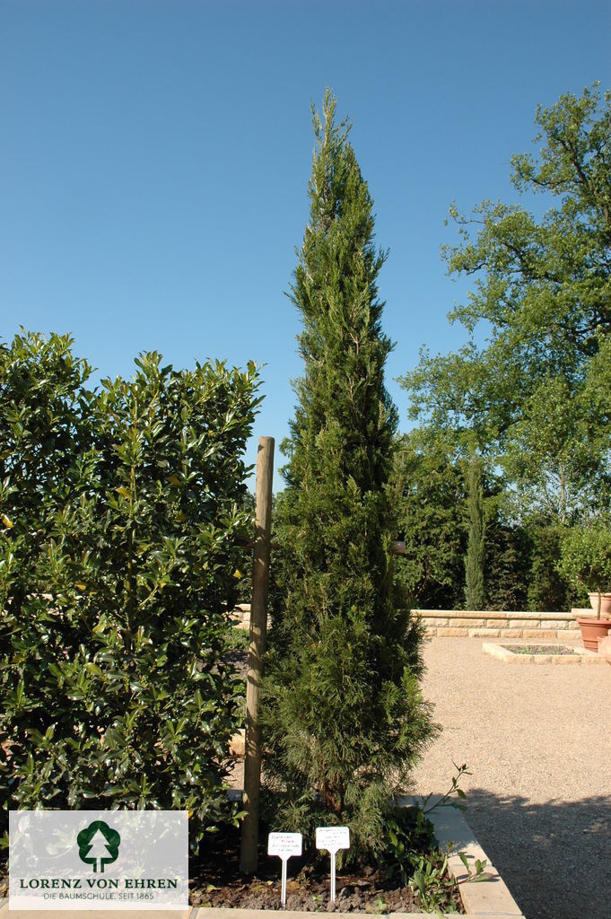 Juniperus chinensis 'Spartan'