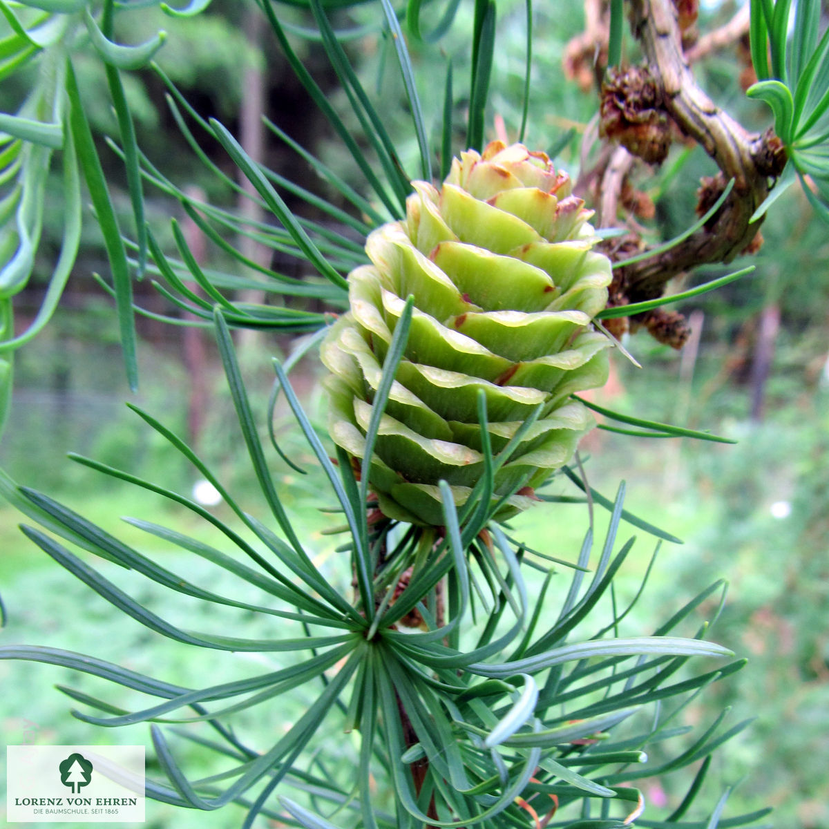 Larix kaempferi 'Diana'