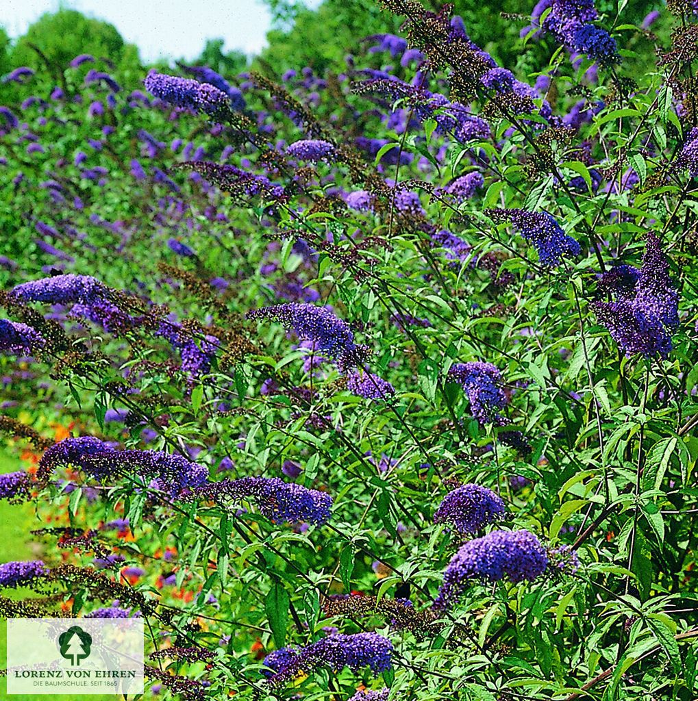 Buddleja davidii 'Empire Blue'