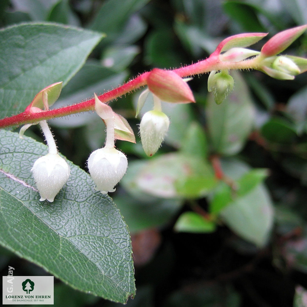 Gaultheria shallon