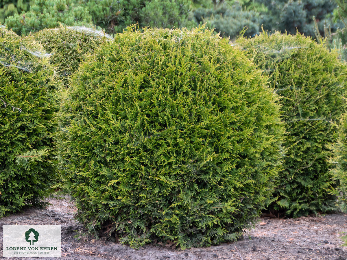 Thuja occidentalis 'Brabant'