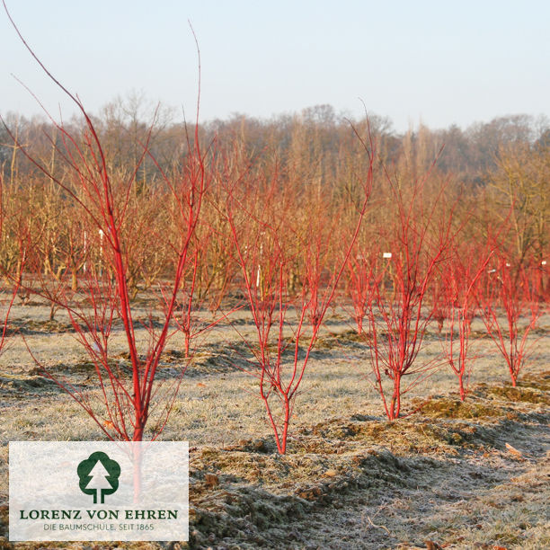 Acer palmatum 'Sangokaku'