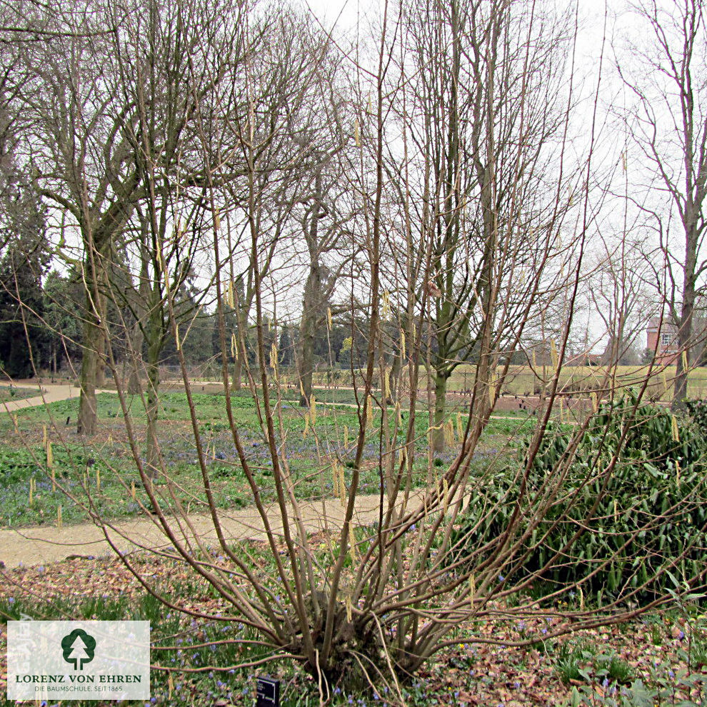 Corylus avellana 'Aurea'