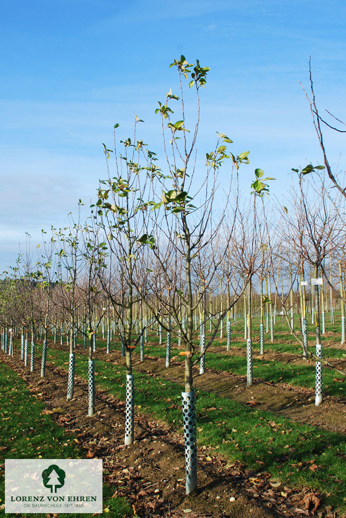 Malus domestica 'Roter James Grieve'