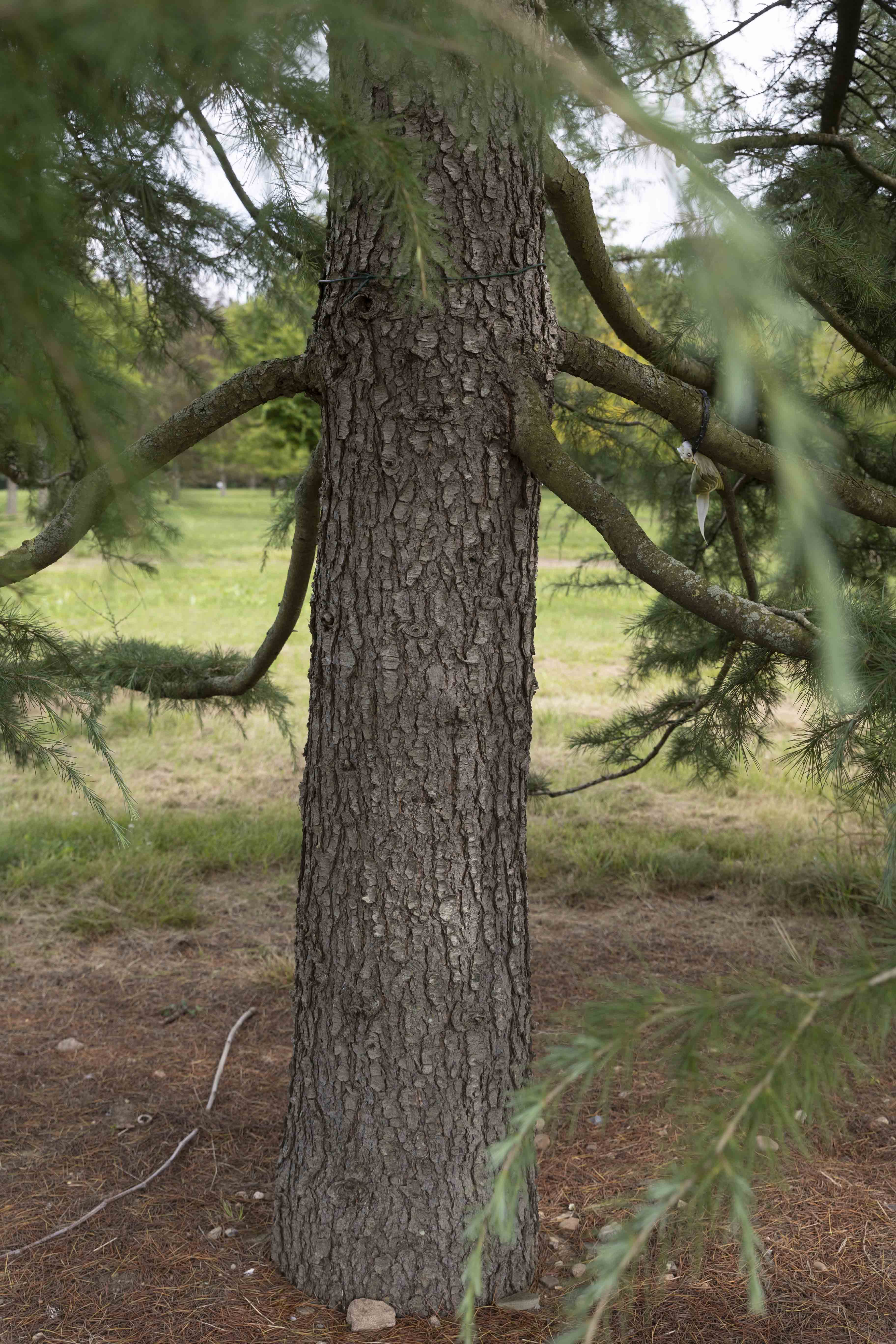 Cedrus deodara Unikat