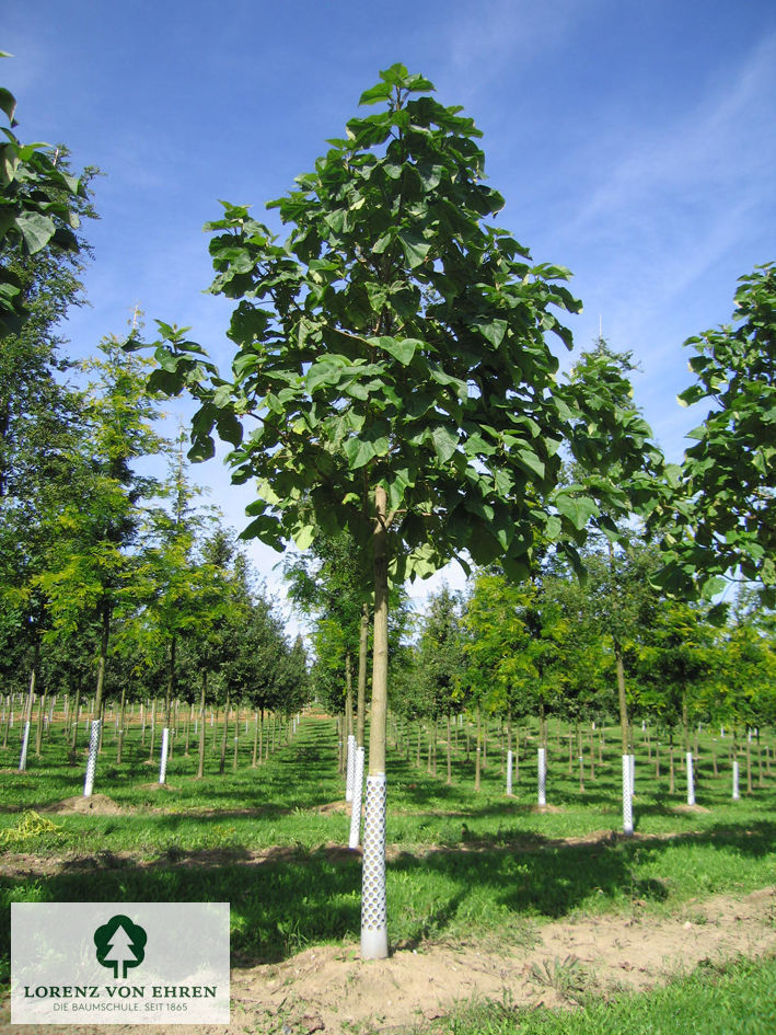 Paulownia tomentosa