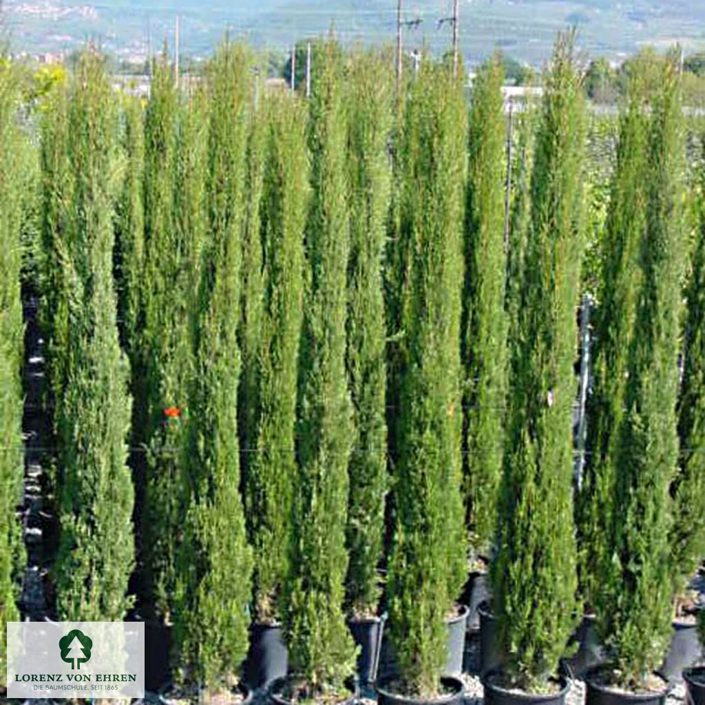 Cupressus sempervirens 'Stricta'