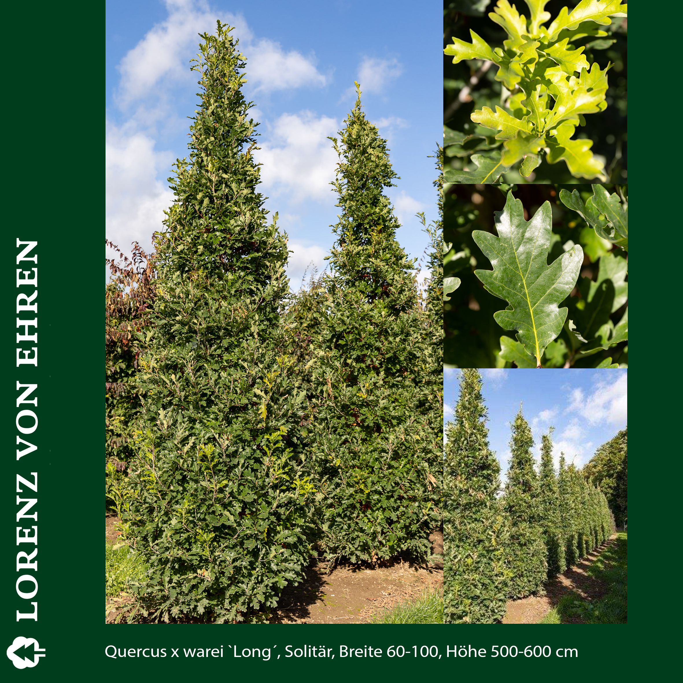 Bäume mit grünem Blatt