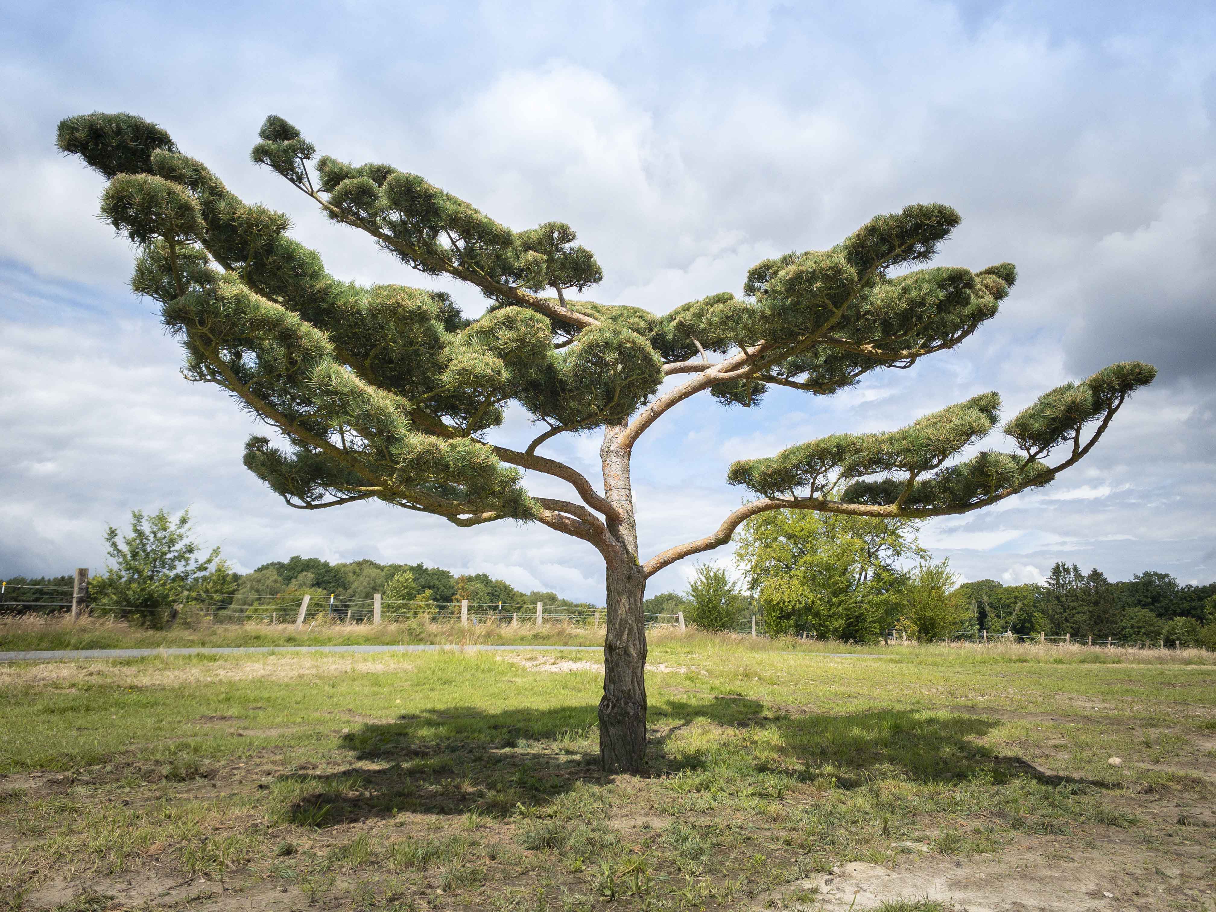 Pinus sylvestris 'Norske Typ' Bonsai