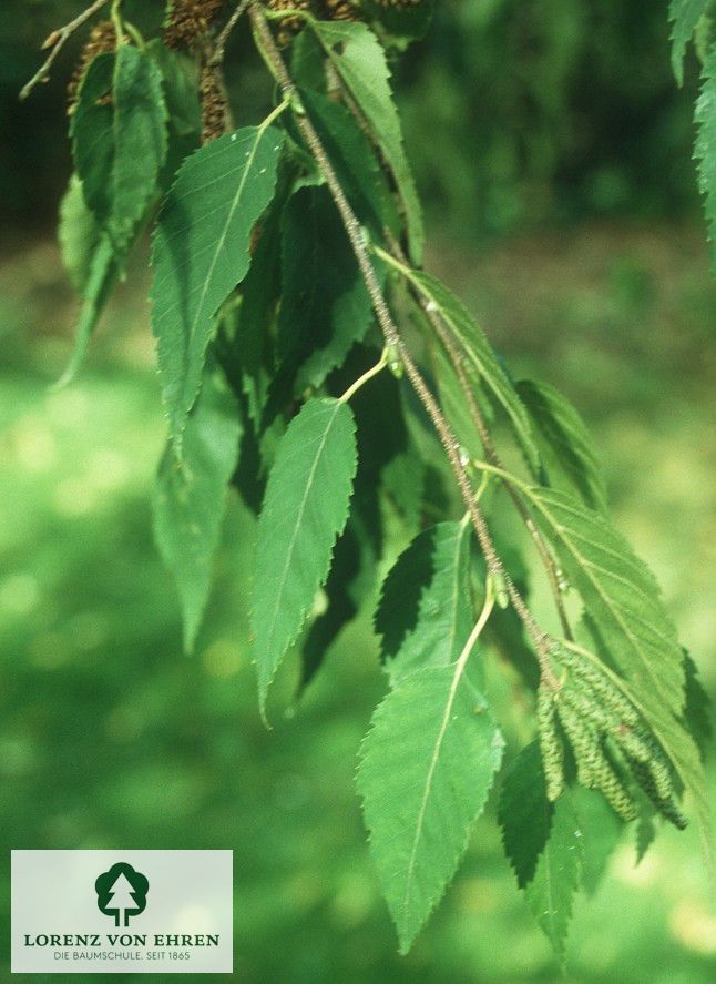 Betula albosinensis