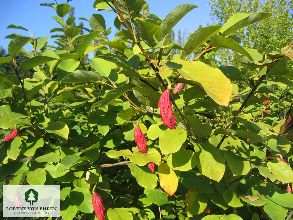 Magnolia sieboldii