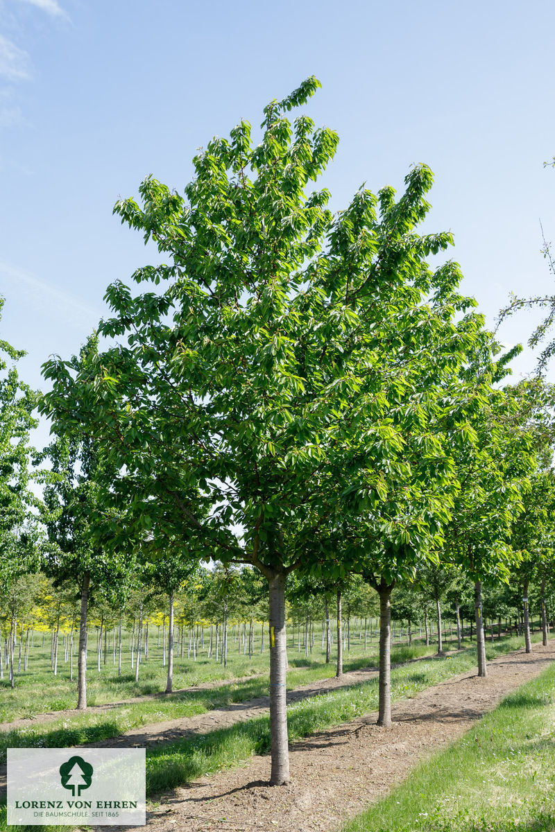 Prunus avium 'Kassins Frühe Herzkirsche'