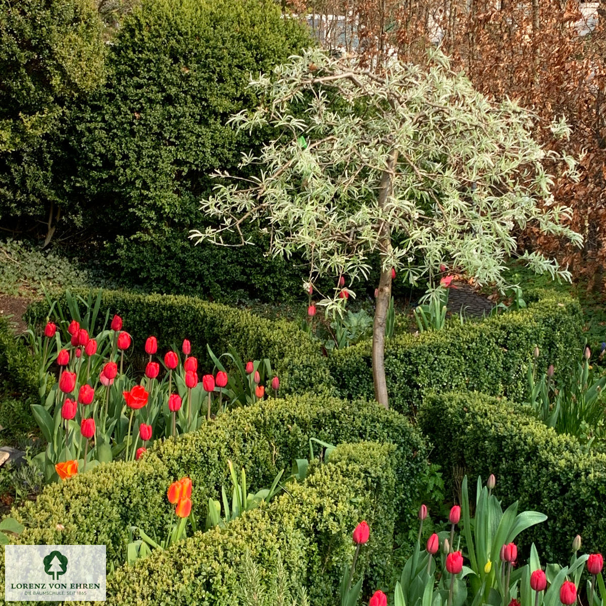 Pyrus salicifolia 'Pendula'