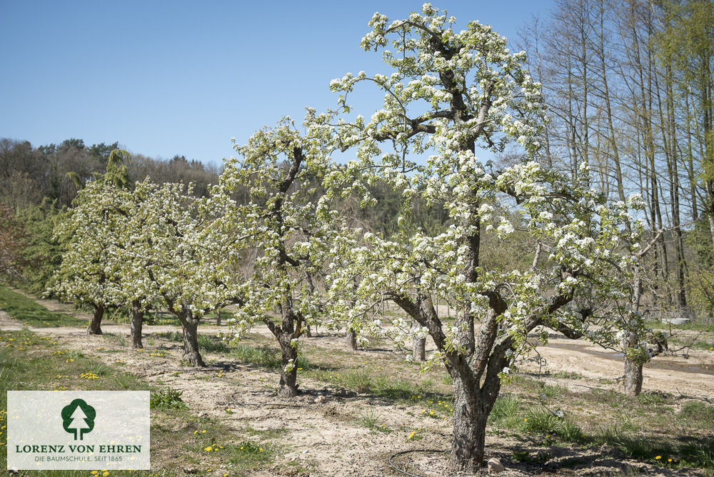 Pyrus communis 'Conference'