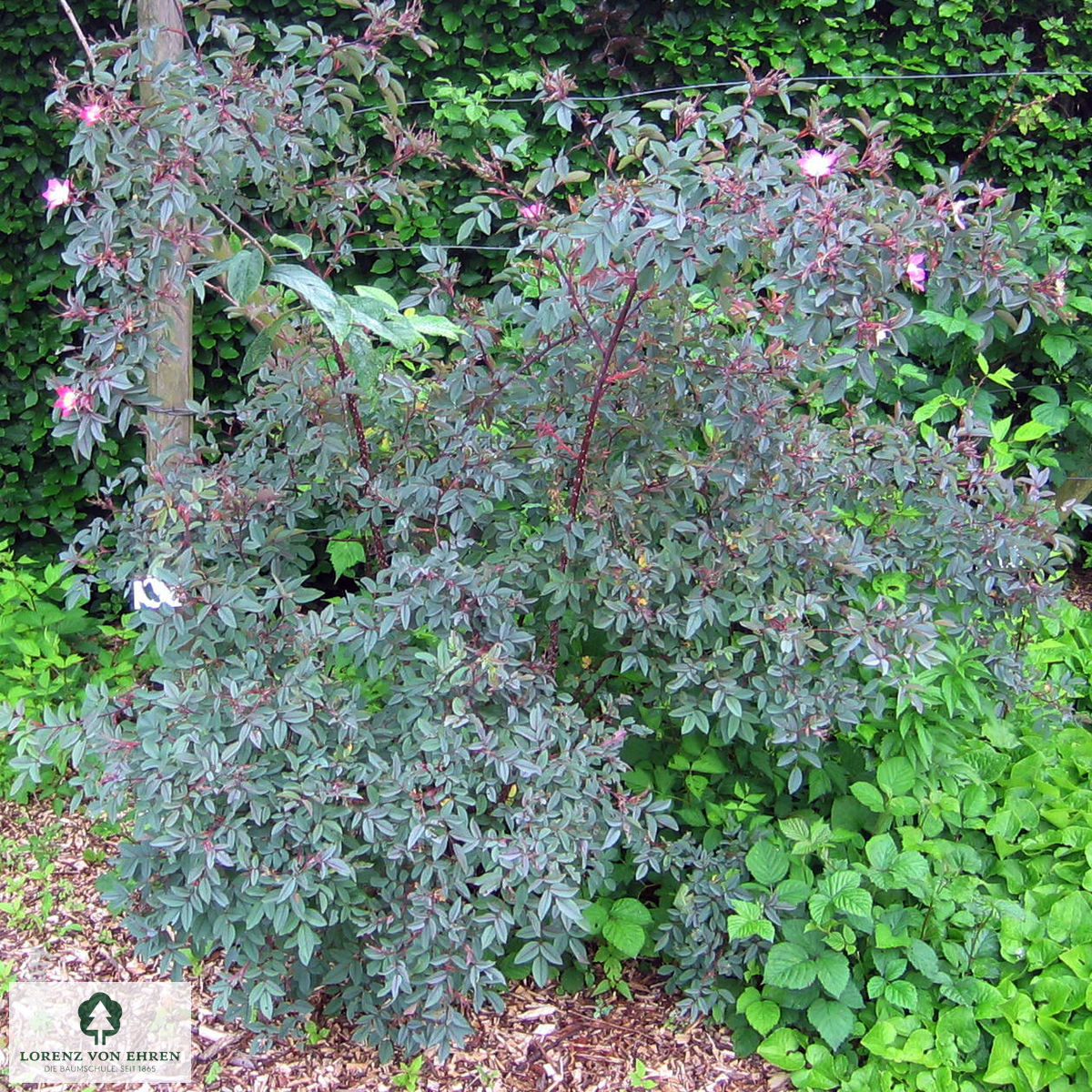 Rosa glauca