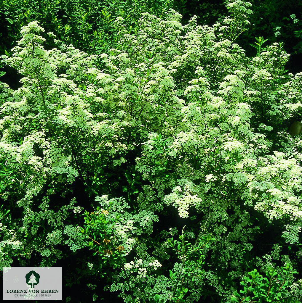 Spiraea nipponica