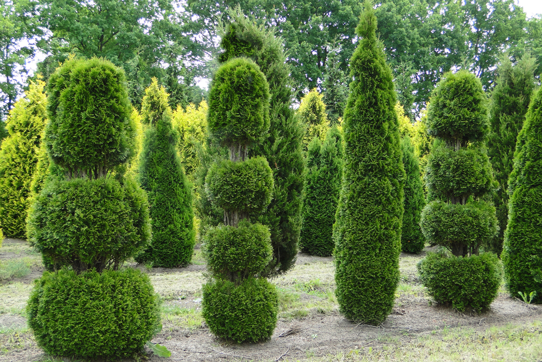 Grüner Baum in Formen