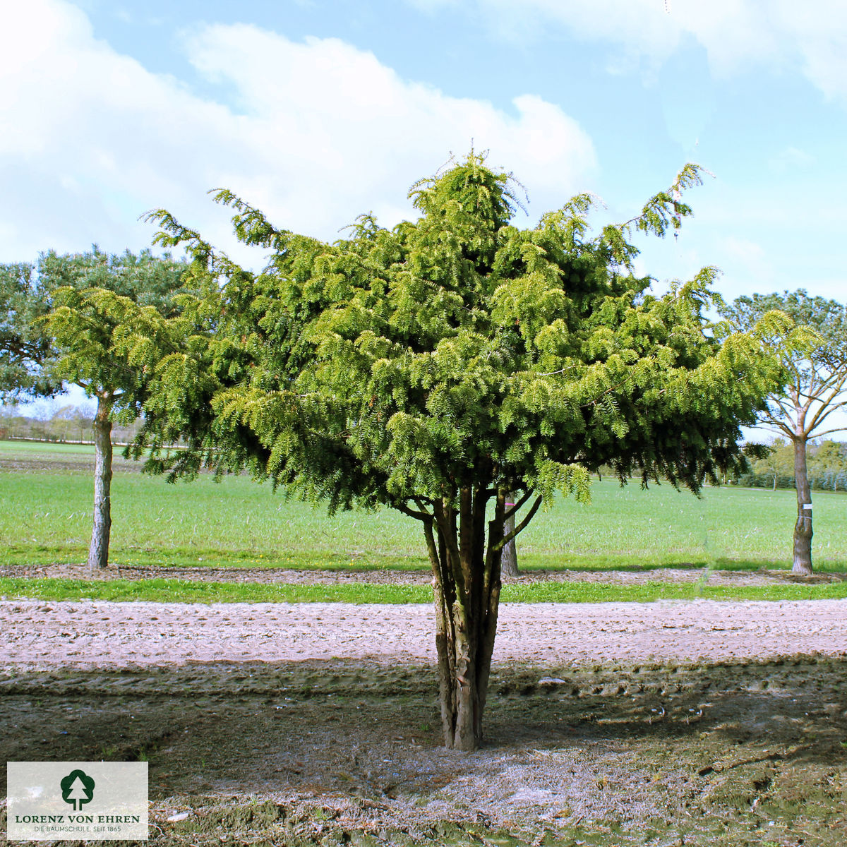 Taxus baccata 'Dovastoniana Aurea'