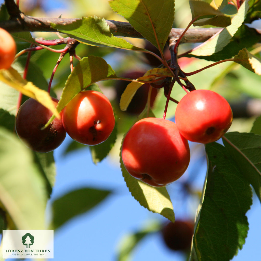 Malus 'Hopa'