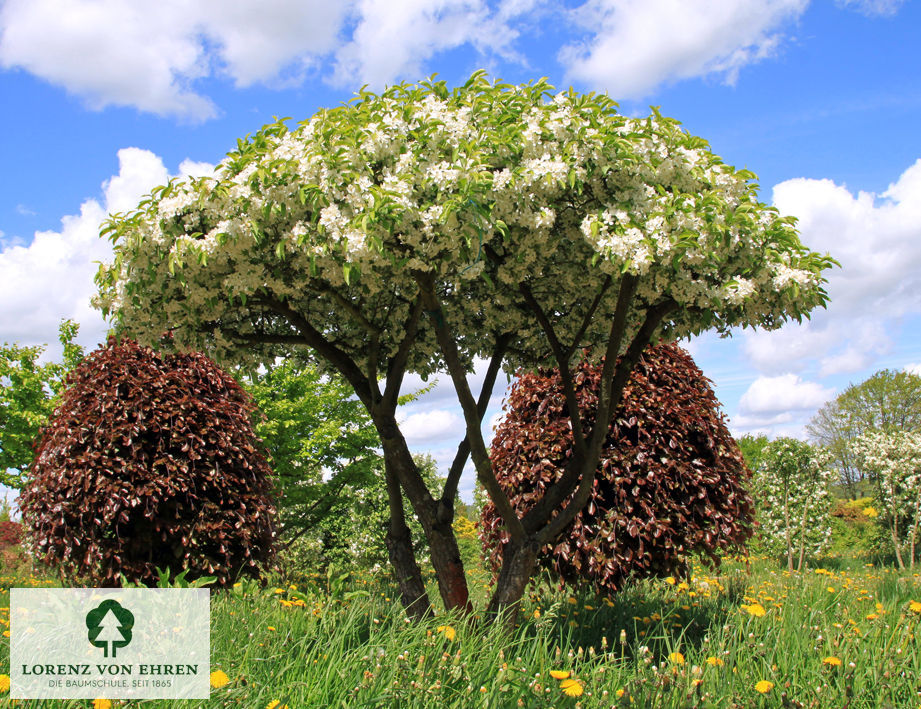 Malus toringo sargentii Veredlung