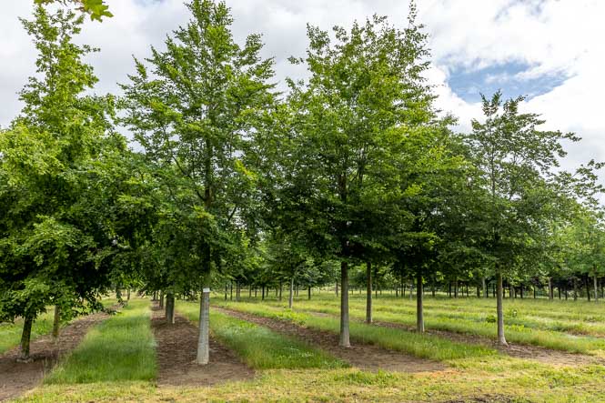 Sommer Fagus sylvatica Sommergrüne Buchen streben in die Höhe