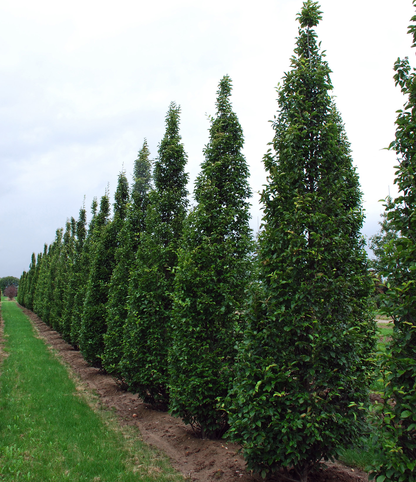Reihe kegelförmiger Hainbuchen