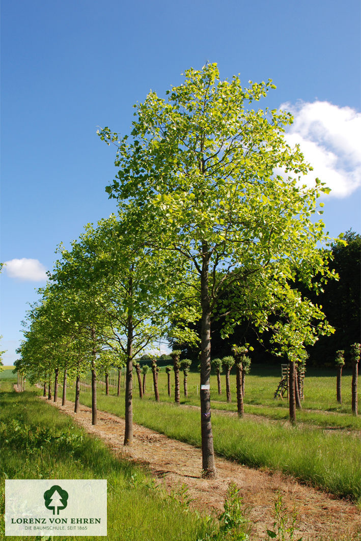 Liriodendron tulipifera