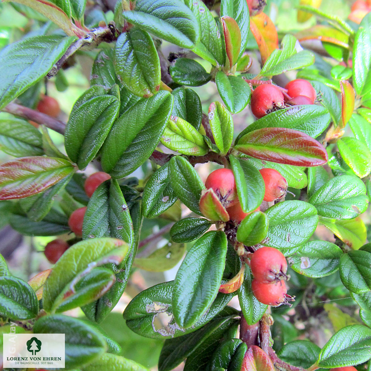 Cotoneaster salicifolius 'Repens'