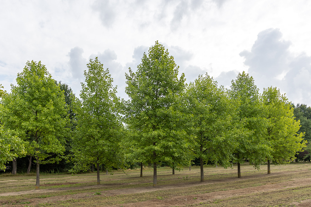 Großbaum Liriodendron tulipifera GRoße Tulpenbäume stehen in Reihe