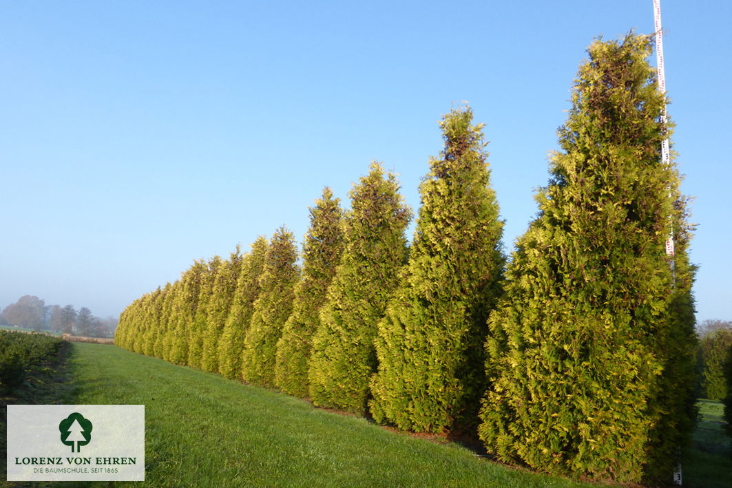 Thuja occidentalis 'Sunkist'