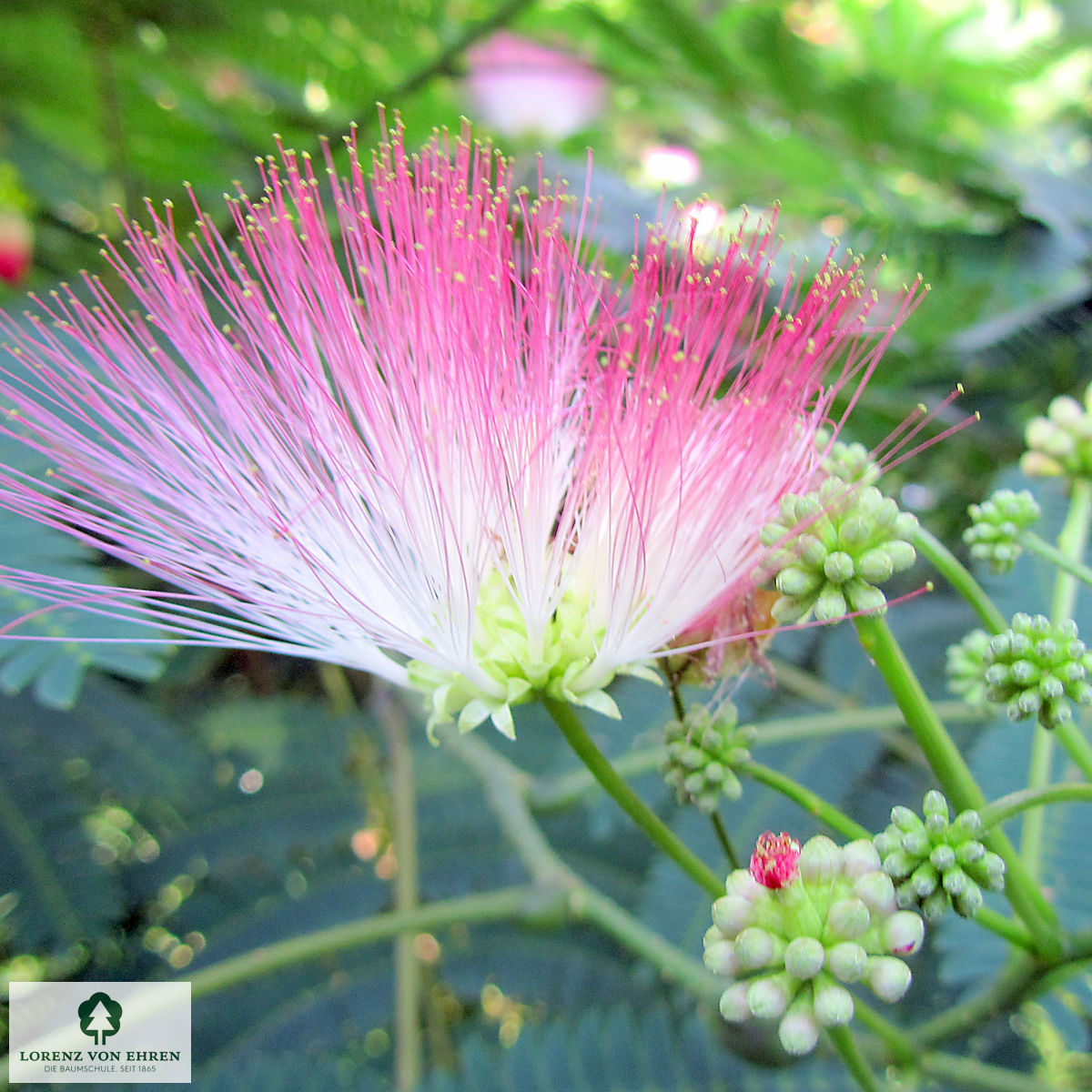 Albizia julibrissin 'Ombrella'