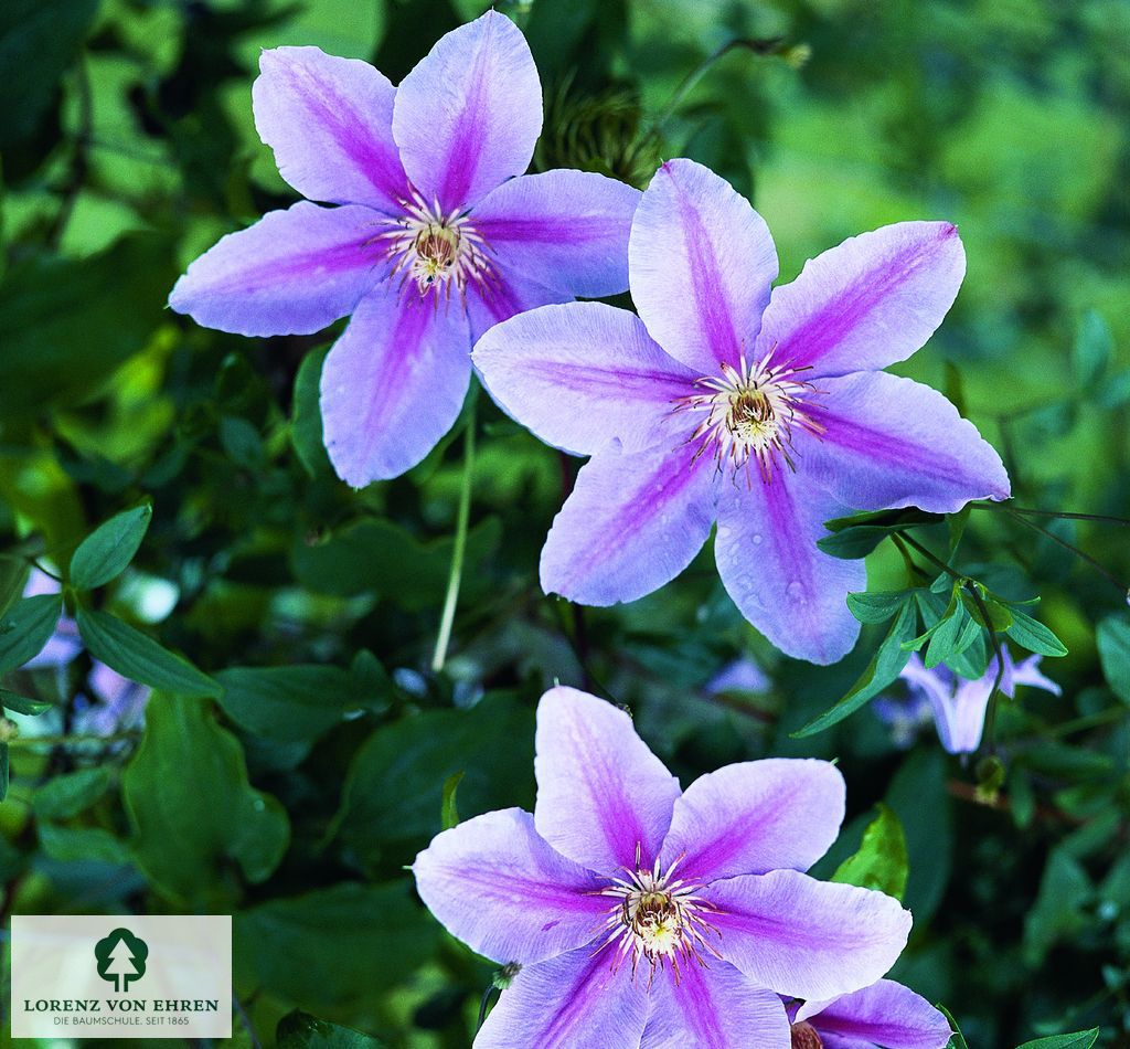 Clematis 'Bees Jubilee'