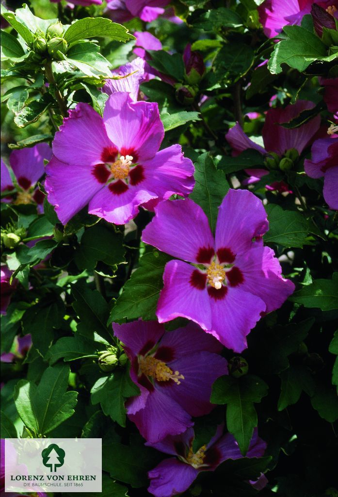 Hibiscus syriacus 'Rubis'