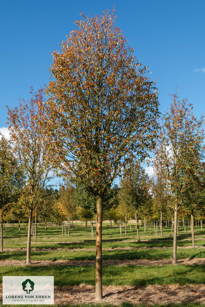 Sorbus thuringiaca 'Fastigiata'