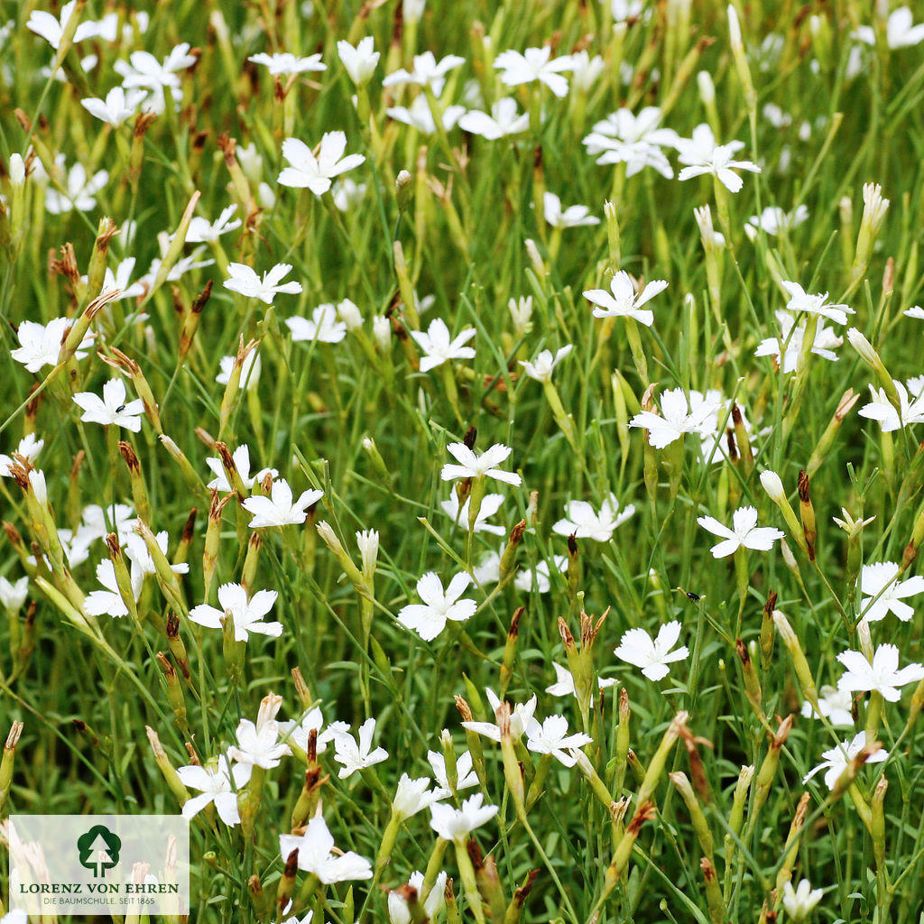 Dianthus deltoides 'Albus'